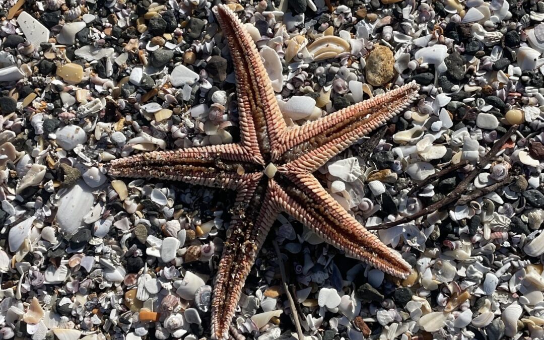 Waiata Tautoko with Geneva AM