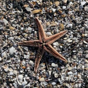 Waiata Tautoko with Geneva AM
